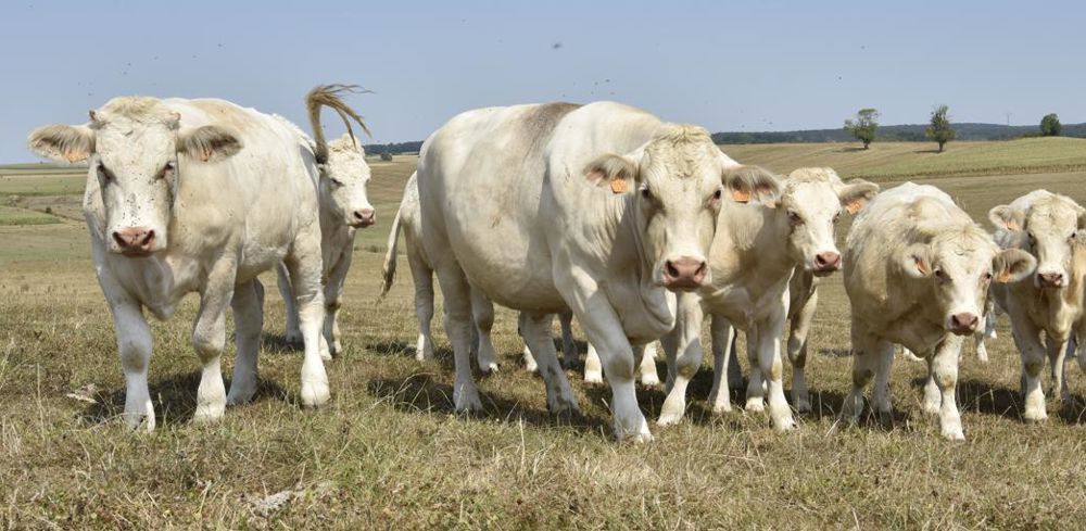 Les élevages bovins pourraient être concernés par la directive sur les émissions industrielles.