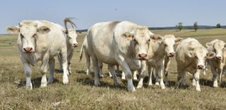 Les élevages bovins pourraient être concernés par la directive sur les émissions industrielles. Les élevages bovins pourraient être concernés par la directive sur les émissions industrielles.