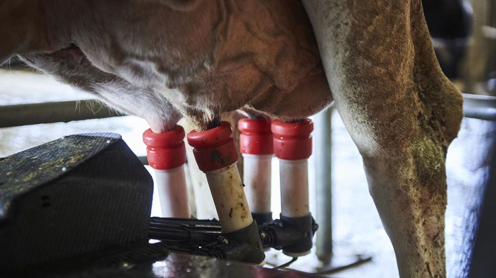 Le prix du lait européen est estimé à 563,1 €/1 000 litres en janvier 2023.