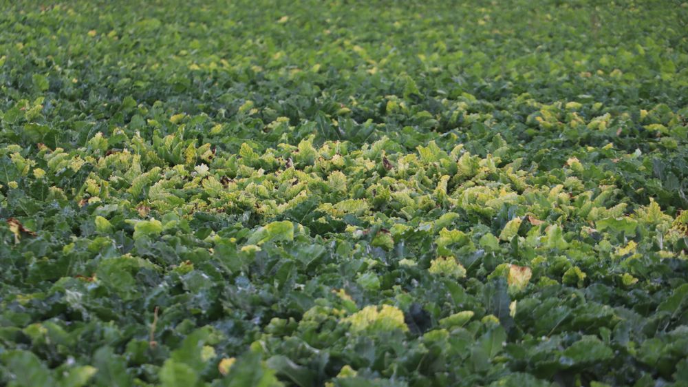 Une interprétation large d'une décision de la Cour de justice européenne interdirait, dans tous les pays de l'Union européenne, l'utilisation de plusieurs néonicotinoïdes, même en application foliaire.