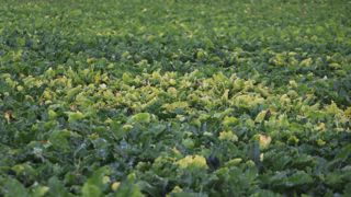 Une interprétation large d'une décision de la Cour de justice européenne interdirait, dans tous les pays de l'Union européenne, l'utilisation de plusieurs néonicotinoïdes, même en application foliaire.