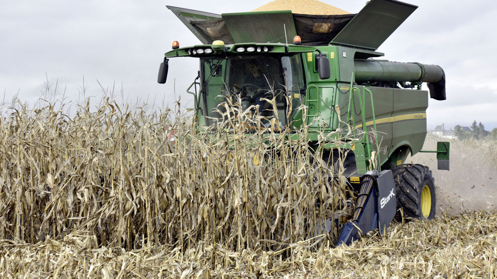 Les stocks mondiaux de maïs seraient en légère hausse, à 296,46 millions de tonnes, du fait d'une baisse des prévisions de consommation pour l'alimentation animale.