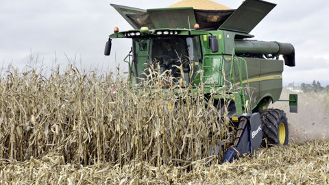 Les stocks mondiaux de maïs seraient en légère hausse, à 296,46 millions de tonnes, du fait d'une baisse des prévisions de consommation pour l'alimentation animale.