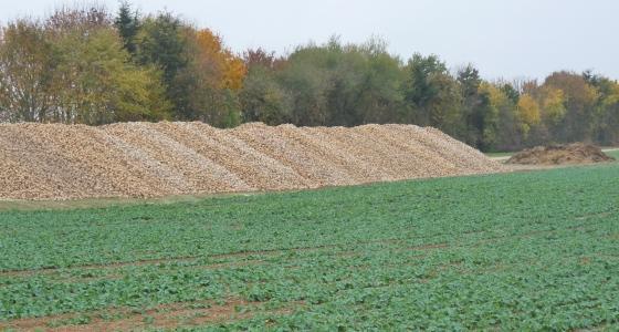 Il convient d’utiliser à bonne escient les insecticides en colza. « Les parcelles les plus touchées par les pucerons verts sont souvent celles traitées précocement contre les altises. »