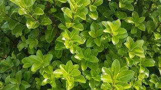 Pittosporum tenuifolium Irish Luck 'PTG18' Pittosporum tenuifolium Irish Luck 'PTG18'