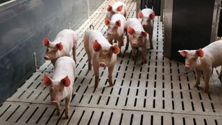 Pour Jean-Luc Chéreau, président de l'AOP Porc Grand Ouest, "il faut encourager les apports sur le cadran de Plérin".