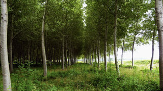 Peupleraie en Dordogne, à Saint-Médard-de-Mussidan.