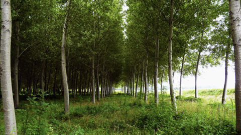Peupleraie en Dordogne, à Saint-Médard-de-Mussidan.