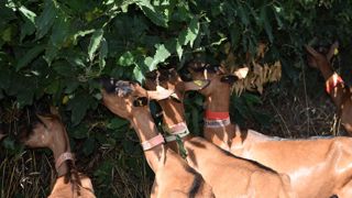 En élevage caprin, le  pâturage direct des ligneux reste compliqué, en particulier parce-que les animaux attaquent tout l’arbre, y compris l'écorce.