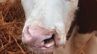 Les lèvres fendues, ici en race montbéliarde, font partie des anomalies recherchées par l’Onab dans le cadre de l'analyse des maladies génétiques. Les lèvres fendues, ici en race montbéliarde, font partie des anomalies recherchées par l’Onab dans le cadre de l'analyse des maladies génétiques.