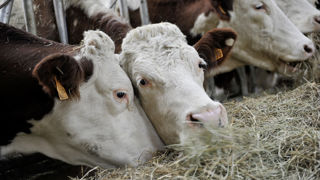 L'appellation Comté se distingue par la performance économique de ses élevages. L'appellation Comté se distingue par la performance économique de ses élevages.