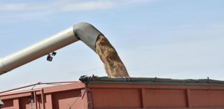 La production mondiale de blé devrait atteindre 784 millions de tonnes pour la campagne de 2022-2023. La production mondiale de blé devrait atteindre 784 millions de tonnes pour la campagne de 2022-2023.
