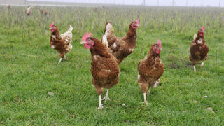 Les modifications du cahier des charges concerne l'âge des poules à la production et à l'abattage, ainsi que le contrôle de la qualité des oeufs. Les modifications du cahier des charges concerne l'âge des poules à la production et à l'abattage, ainsi que le contrôle de la qualité des oeufs.
