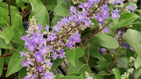 Vitex x Chicagoland Blues 'Daniel Searle'