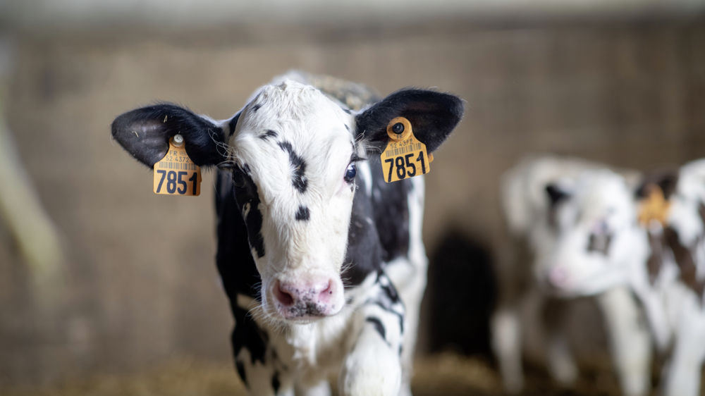 "Le prix d'un test reste moins élevé que la valeur des veaux perdus à cause de la cryptosporidiose", estime Xavier Quentin, vétérinaire.