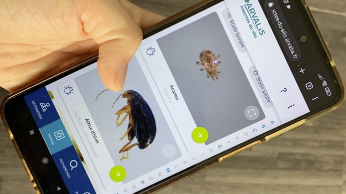 «Insectes du silo », c'est l'application gratuite proposée par Arvalis pour identifier les insectes rencontrés dans les stockages de céréales et de graines oléagineuses.