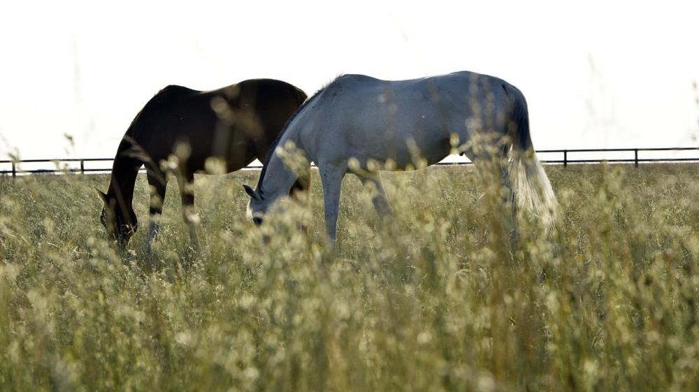 La Commission européenne a validé une initiative citoyenne européenne qui réclame l'interdiction de l'abattage des chevaux.