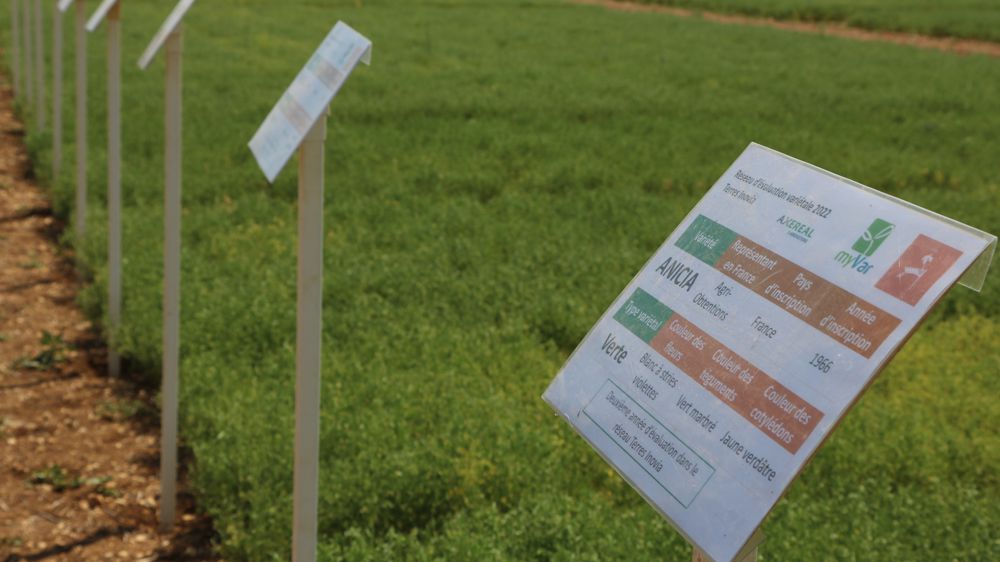 La variété Anicia, inscrite il y a 57 ans, représente l'essentiel de la production française de lentilles.