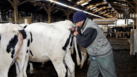 D'après les travaux menés à la station de phénotypage Eliance de Nouzilly (Indre-et-Loire), l'isolement de l'animal affecte particulièrement son bien-être lors des interventions liées à la reproduction.