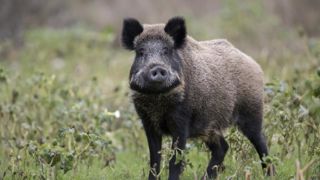Les sangliers seraient probablement «la première cible pour le vaccin contre la peste porcine africaine en Europe de l'Ouest». Les sangliers seraient probablement «la première cible pour le vaccin contre la peste porcine africaine en Europe de l'Ouest».
