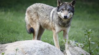Le Conseil d'état ne demande pas de revoir la composition du groupe national loup.