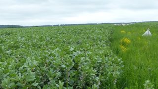 Selon l'agroéconomiste Boris Duflot, remplacer les surfaces de maïs fourrage par des légumineuses comme la féverole permettrait de diminuer les importations de soja. Selon l'agroéconomiste Boris Duflot, remplacer les surfaces de maïs fourrage par des légumineuses comme la féverole permettrait de diminuer les importations de soja.