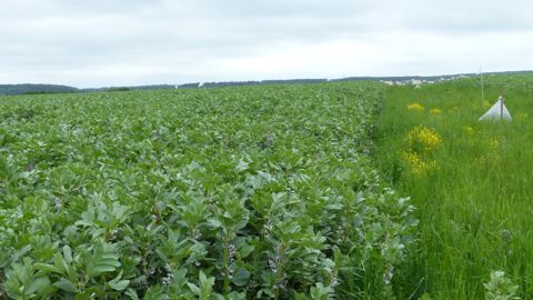 Selon l'agroéconomiste Boris Duflot, remplacer les surfaces de maïs fourrage par des légumineuses comme la féverole permettrait de diminuer les importations de soja.