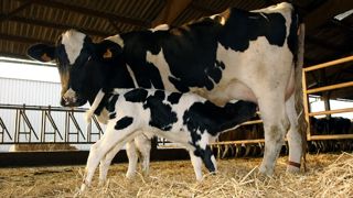A l'issue d'une évaluation, les scientifiques de l'Efsa estiment que "le veau devrait rester au moins 24 heures avec sa mère et ensuite être logé avec un autre veau". A l'issue d'une évaluation, les scientifiques de l'Efsa estiment que "le veau devrait rester au moins 24 heures avec sa mère et ensuite être logé avec un autre veau".