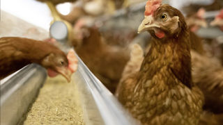 En France, les mises en place de poulettes prêtes à pondre pourraient se redresser en 2023. En France, les mises en place de poulettes prêtes à pondre pourraient se redresser en 2023.