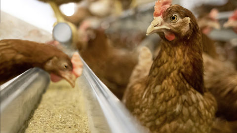 En France, les mises en place de poulettes prêtes à pondre pourraient se redresser en 2023.