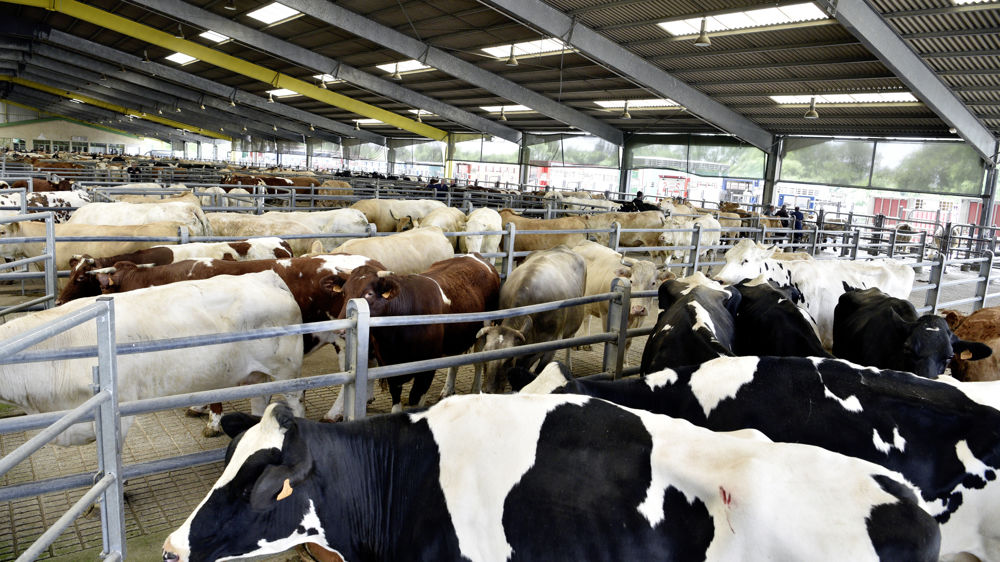 Les abattages de vaches laitières sont quasi stables en février 2023 par rapport à 2022 alors que ceux d'allaitantes se replient de nouveau.