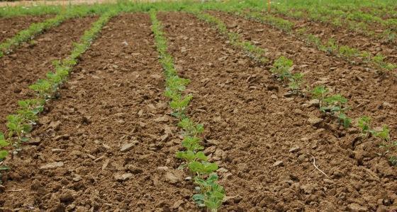 Soja dans une plaine