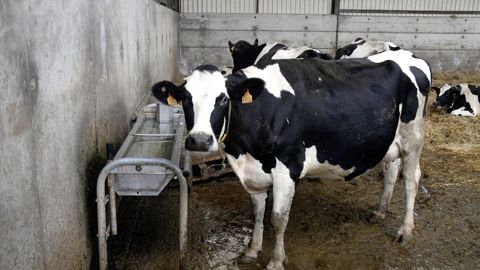 Idéalement, une vache ne devrait pas faire plus de 20 mètres pour s'abreuver. Le conseil d'une place pour 10 vaches est souvent retenu, soit 1 bol ou 50 cm d'abreuvoir.