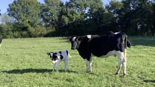 Dans le futur, les bovins laitiers devront pouvoir valoriser les ressources de manière plus résiliente tout en réduisant leur empreinte environnementale.