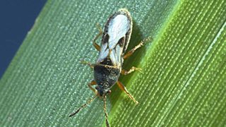 Blissus insularis adulte. Blissus insularis adulte.