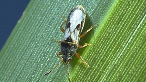 Blissus insularis adulte. Blissus insularis adulte.