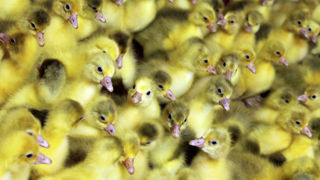 En raison de l'épizootie de grippe aviaire, les abattages de volailles se replient de nouveau en février 2023, avec –15,2 % en têtes sur un an. En raison de l'épizootie de grippe aviaire, les abattages de volailles se replient de nouveau en février 2023, avec –15,2 % en têtes sur un an.