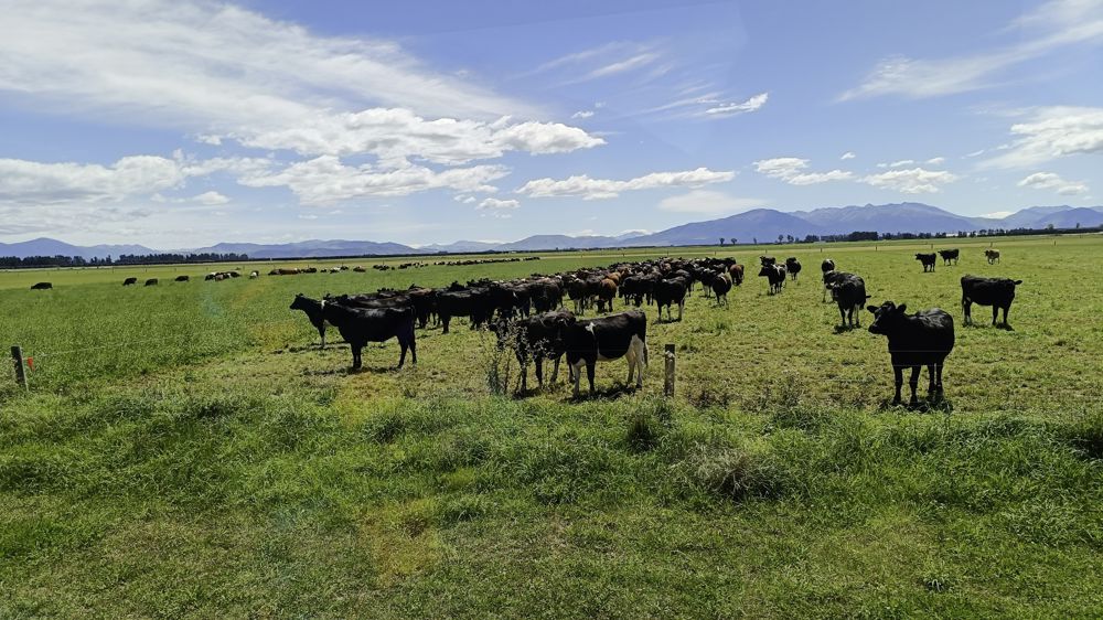 Les élevages bovins laitiers sont pour la plupart des systèmes à l'herbe intensifs.