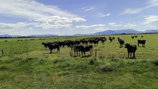 Les élevages bovins laitiers sont pour la plupart des systèmes à l'herbe intensifs. Les élevages bovins laitiers sont pour la plupart des systèmes à l'herbe intensifs.