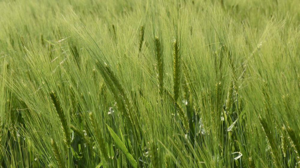 Les surfaces d’orge de printemps et de betterave diminuent par rapport à l'année dernière.