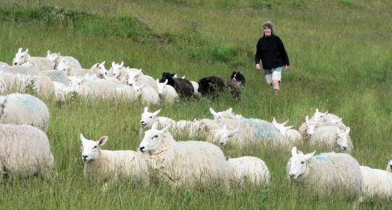 Bergère aves ses moutons