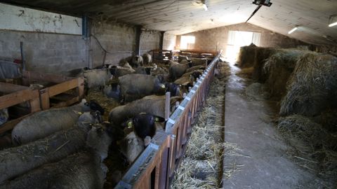 La bergerie loge deux lots de 72 brebis de part et d'autre du couloir d'alimentation. Elle sert essentiellement pour les agnelages.