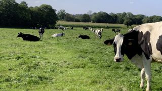 Les vaches n’excrètent pas au même endroit urines et fèces au pâurage, ce qui limite la fabrication d’ammoniac. Les vaches n’excrètent pas au même endroit urines et fèces au pâurage, ce qui limite la fabrication d’ammoniac.