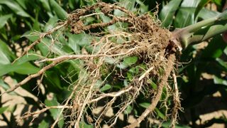 L'oxamyl est utilisé, entre autres, sur maïs où les nématodes peuvent affecter le développement racinaire et provoquer des nécroses.