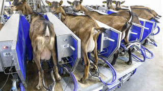 En 2022, le prix moyen du lait de chèvre payé au producteur a atteint 833,90 €/1000 litres. En 2022, le prix moyen du lait de chèvre payé au producteur a atteint 833,90 €/1000 litres.