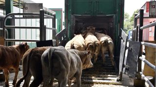 Selon la Cour des comptes européenne, les transporteurs sont tentés d’opter pour un itinéraire plus long afin d’éviter les pays appliquant plus strictement la réglementation européenne au détriment du bien-être des animaux. Selon la Cour des comptes européenne, les transporteurs sont tentés d’opter pour un itinéraire plus long afin d’éviter les pays appliquant plus strictement la réglementation européenne au détriment du bien-être des animaux.