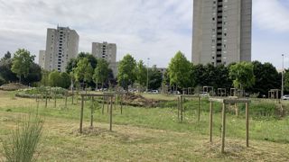 Selon la dernière enquête de l’Observatoire des Villes Vertes, les 500 millions débloqués en juin 2022 dédiés à la renaturation des communes est une bonne chose, mais pas assez connue…