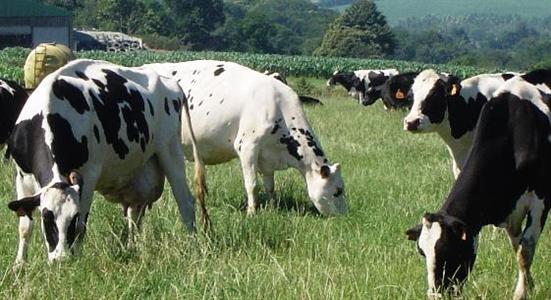 Vaches Prim'holstein.