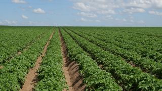 La métribuzine et le prosulfocarbe, les deux substances actives herbicides les plus utilisées sur pommes de terre, sont « menacées de retrait », s'inquiète l'Union nationale des producteurs de pommes de terre (UNPT).