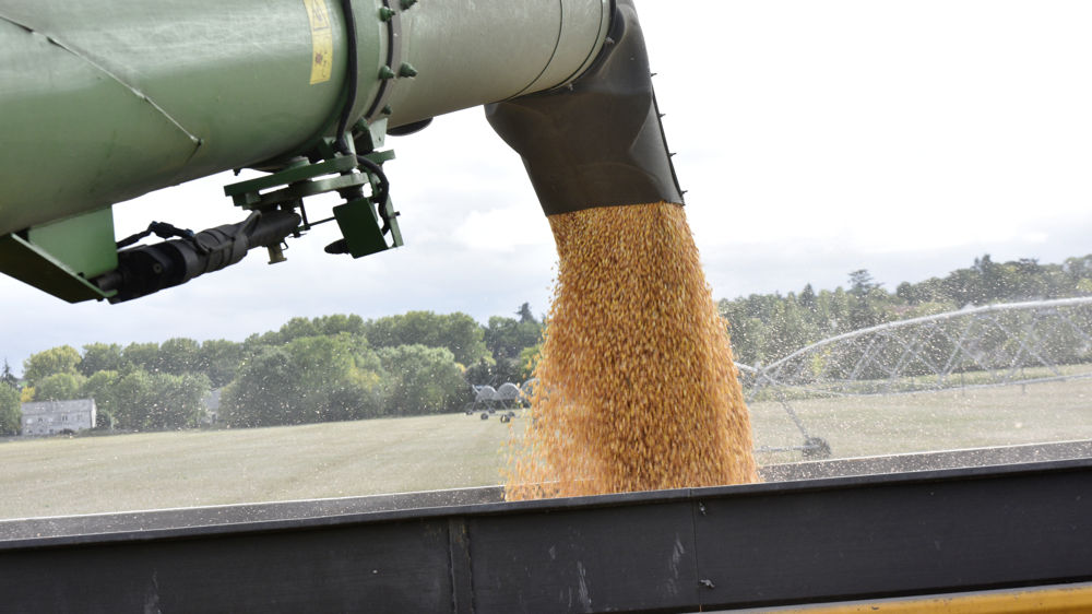 Au Brésil, la récolte de maïs devrait battre un nouveau record permettant au pays de devenir le premier exportateur mondial.